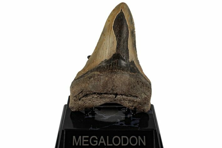 Fossil Megalodon Tooth - North Carolina #199704